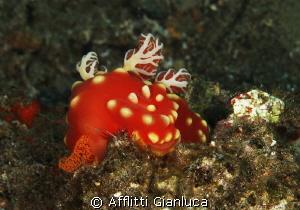 gymnodoris aurita with eggs by Afflitti Gianluca 
